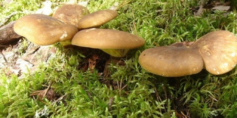 Svinje: koristi i štete, da li je moguće otrovati se